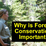 How to Become a Forest Ranger