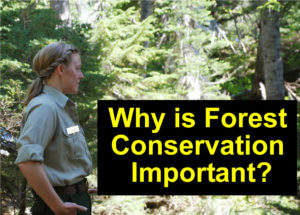 How to Become a Forest Ranger
