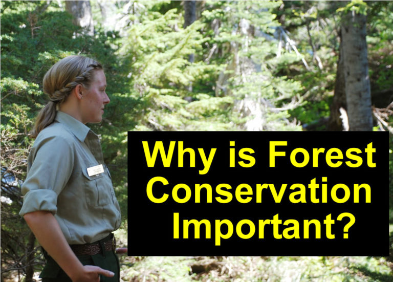 How to Become a Forest Ranger