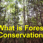What is Forest Conservation?