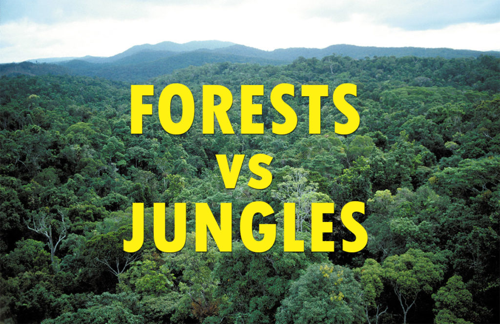 What is the Difference Between a Forest and a Jungle?