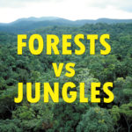 What is the Difference Between a Forest and a Jungle?