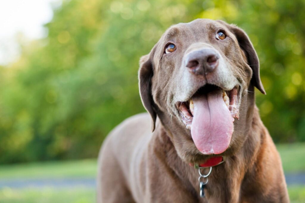 Understanding Dog Hydration in the Wild