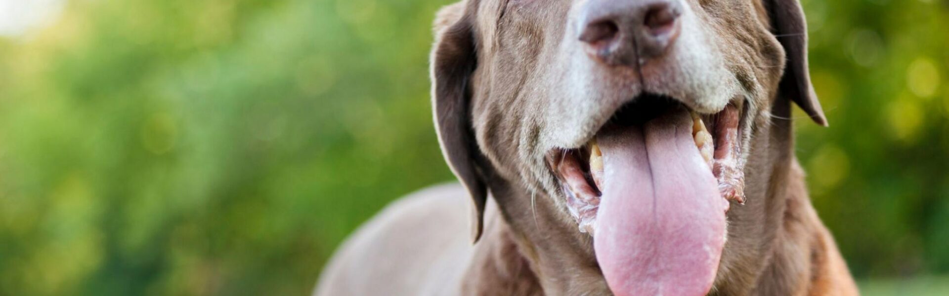 Understanding Dog Hydration in the Wild