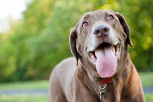 Understanding Dog Hydration in the Wild