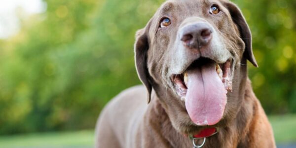 Understanding Dog Hydration in the Wild