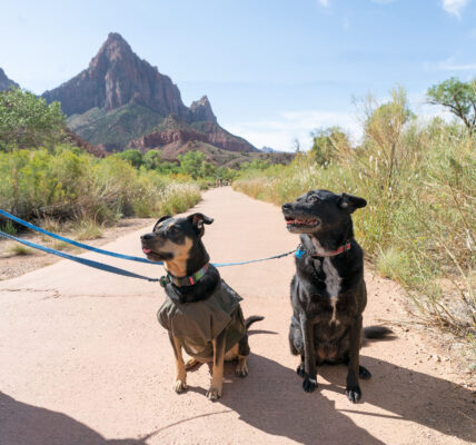 Signs Your Dog Is Overheating on the Trail and What to Do
