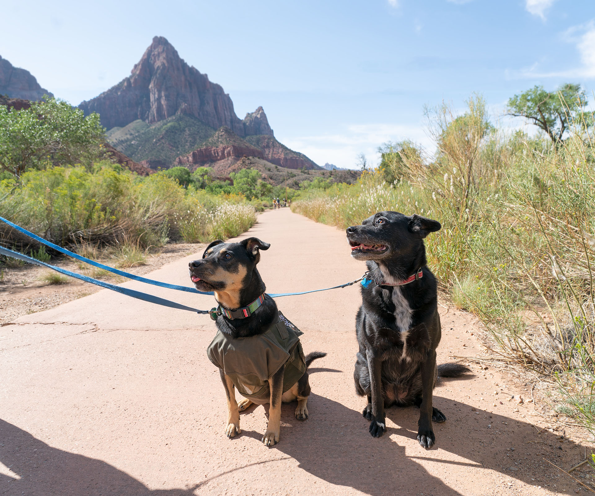 Signs Your Dog Is Overheating on the Trail and What to Do