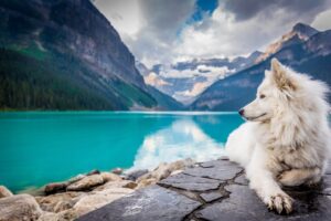 How Cold Is Too Cold for Your Dog? A Guide for Hikers