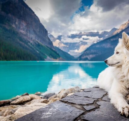 How Cold Is Too Cold for Your Dog? A Guide for Hikers