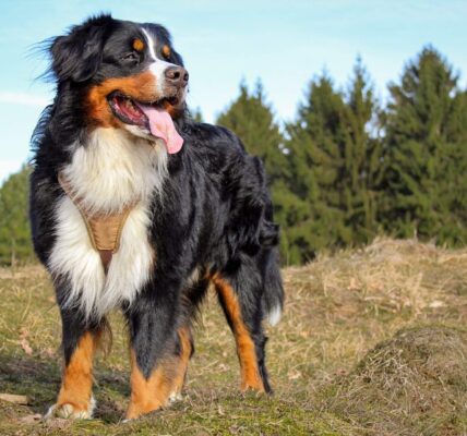 Natural Tick and Flea Prevention for Outdoor Dogs