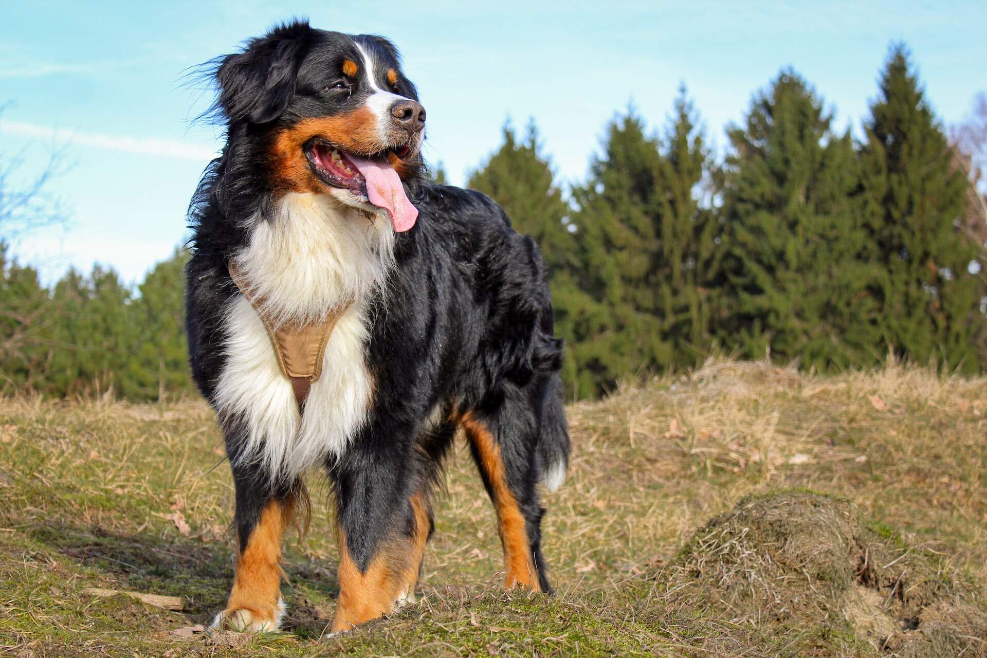 Natural Tick and Flea Prevention for Outdoor Dogs