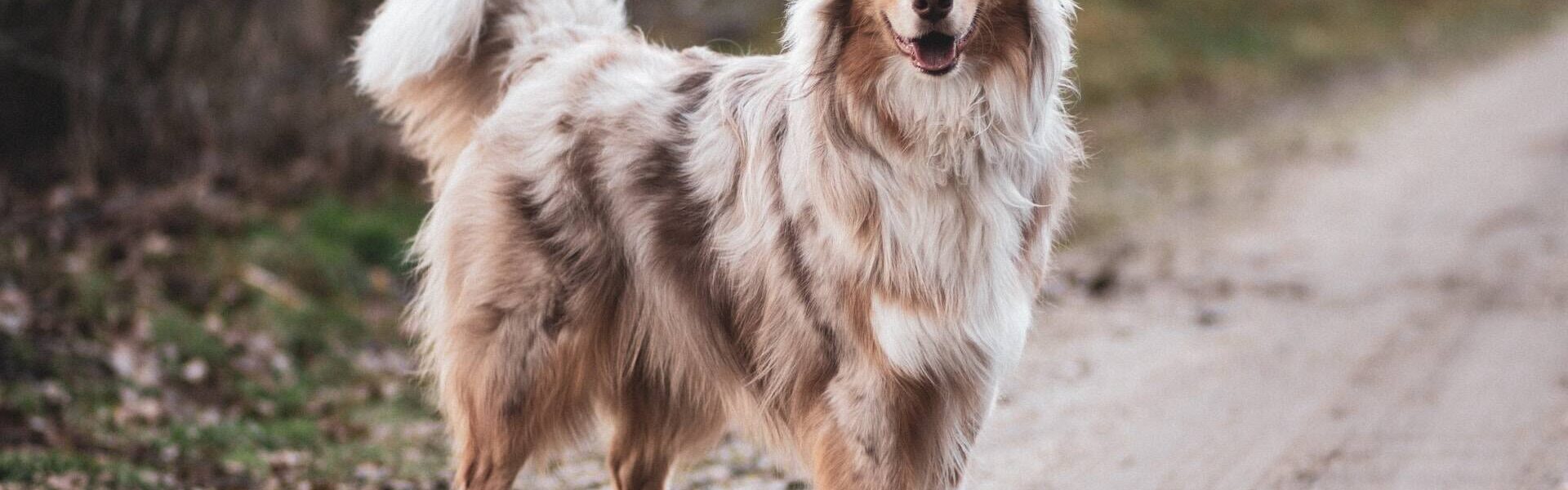 Feeding Your Trail Dog: What Active Canines Really Need