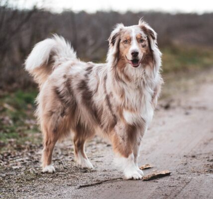 Feeding Your Trail Dog: What Active Canines Really Need