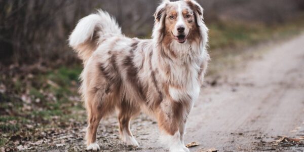 Feeding Your Trail Dog: What Active Canines Really Need