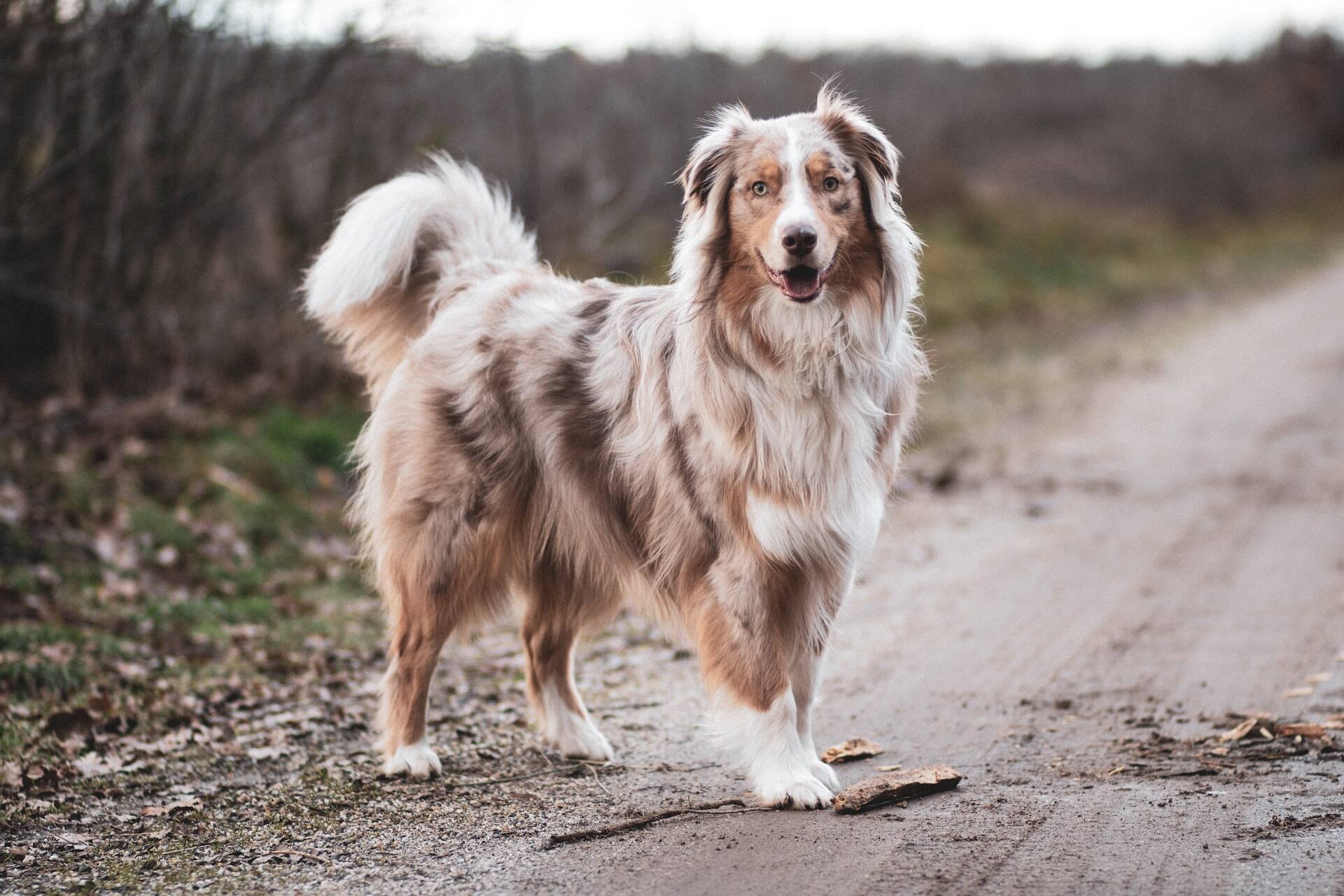 Feeding Your Trail Dog: What Active Canines Really Need