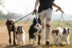 The Truth About Dog Paw Protection on Hot Trails