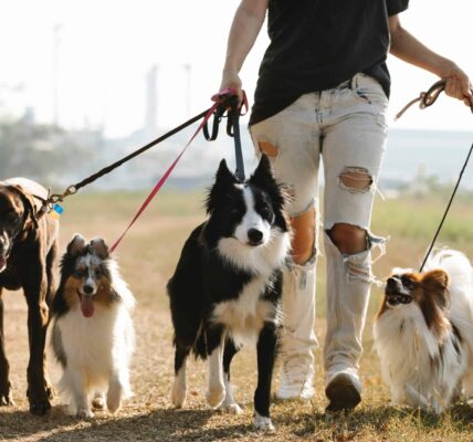 The Truth About Dog Paw Protection on Hot Trails