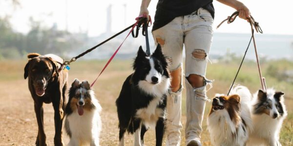 The Truth About Dog Paw Protection on Hot Trails