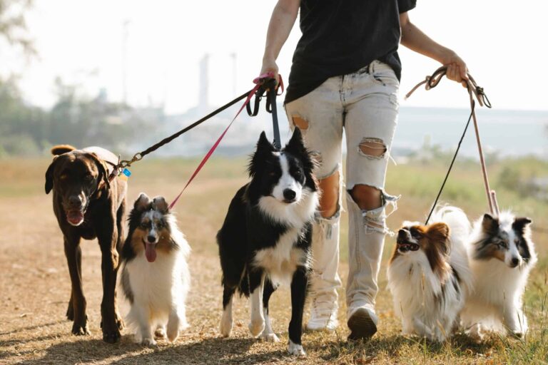The Truth About Dog Paw Protection on Hot Trails