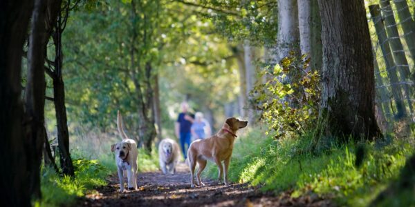 Essential Dog Gear for Camping and Hiking Trips