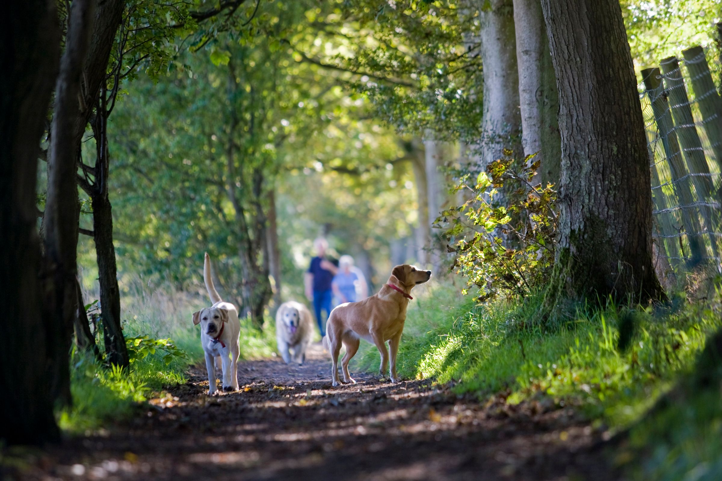 Essential Dog Gear for Camping and Hiking Trips