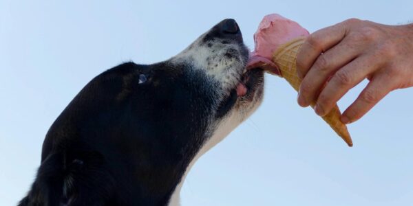 4 health dog food review