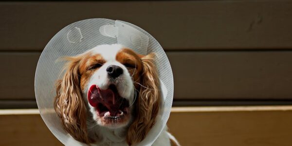 dog health certificate requirements