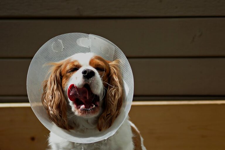 dog health certificate requirements