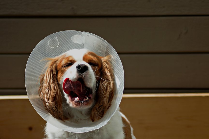 dog health certificate requirements