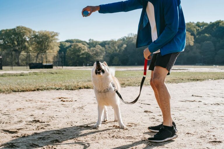 healthiest dog breeds identified