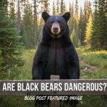 Are Black Bears Dangerous? Understanding the Truth About Living with Black Bears