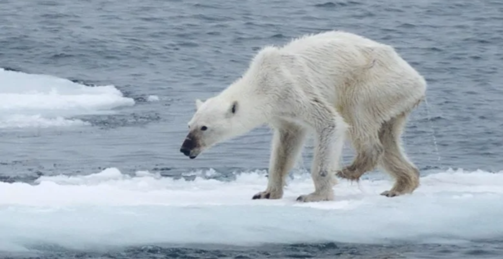 Polar Bears and Climate Change: Current Research and Population Trends