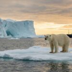 polar bears endangered global warming polar bears