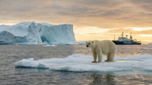 polar bears endangered global warming polar bears