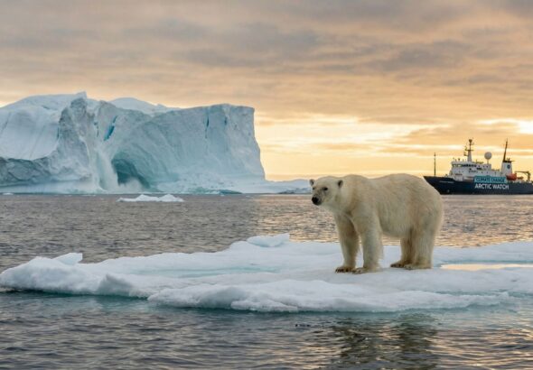polar bears endangered global warming polar bears