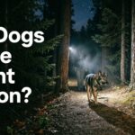 Do Dogs Have Night Vision? How Your Dog Sees the World After Dark