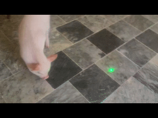 Baby Boar Sights a Laser Bore Sighter